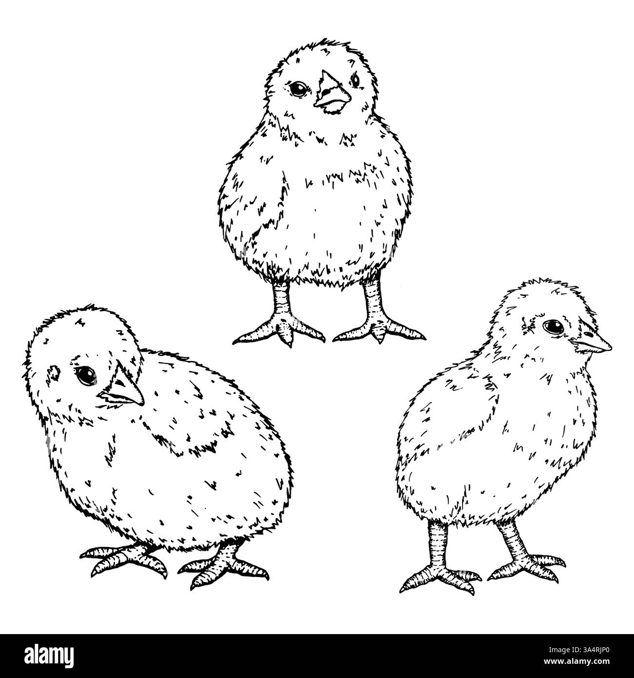 Handgezeichnete Tuschebildmachung von drei Babyküken. Perfekt für Bauernhöfe, Geflügelzucht, Tierwelt und Osterthemen. Geeignet für Branding Stock Vektor