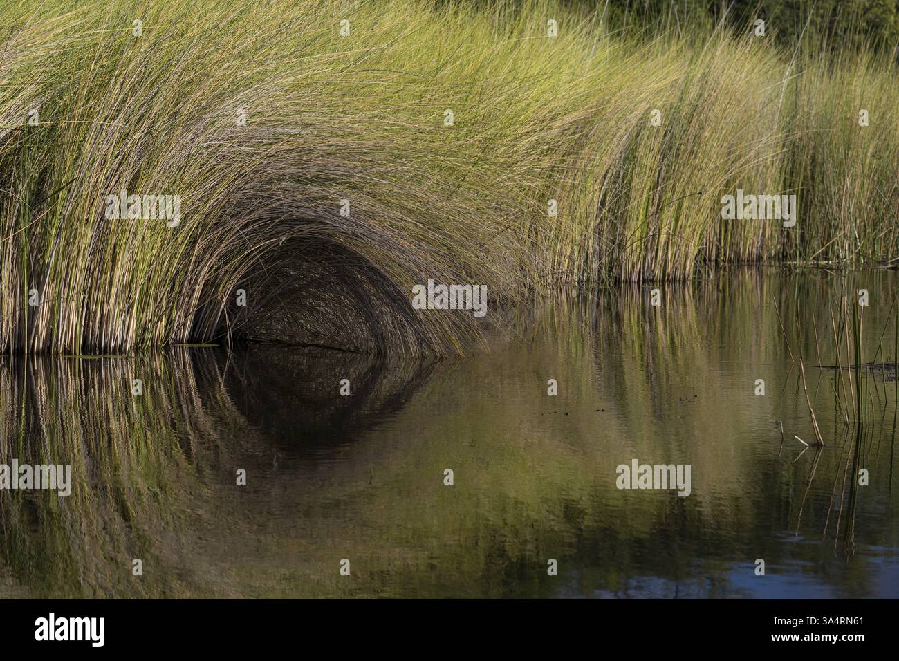 Reed-Tunnel am Hauptkanal, Moremi Game Reserve, Okavango Delta, Maun, Botswana, Afrika Stockfoto
