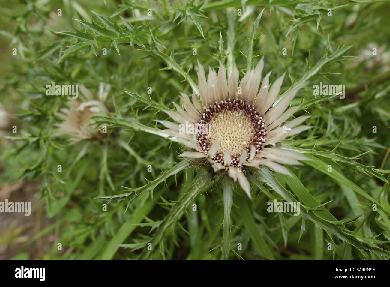 Silberdistel (Carlina acaulis), Distel, Blume, Insektenweide, Bienenweide, Schwaebisch Hall, Deutschland, Europa Stockfoto