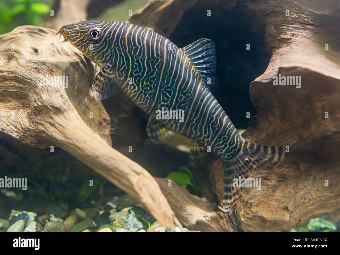 Nahaufnahme einer Zebraloach (Botia striata) Stockfoto