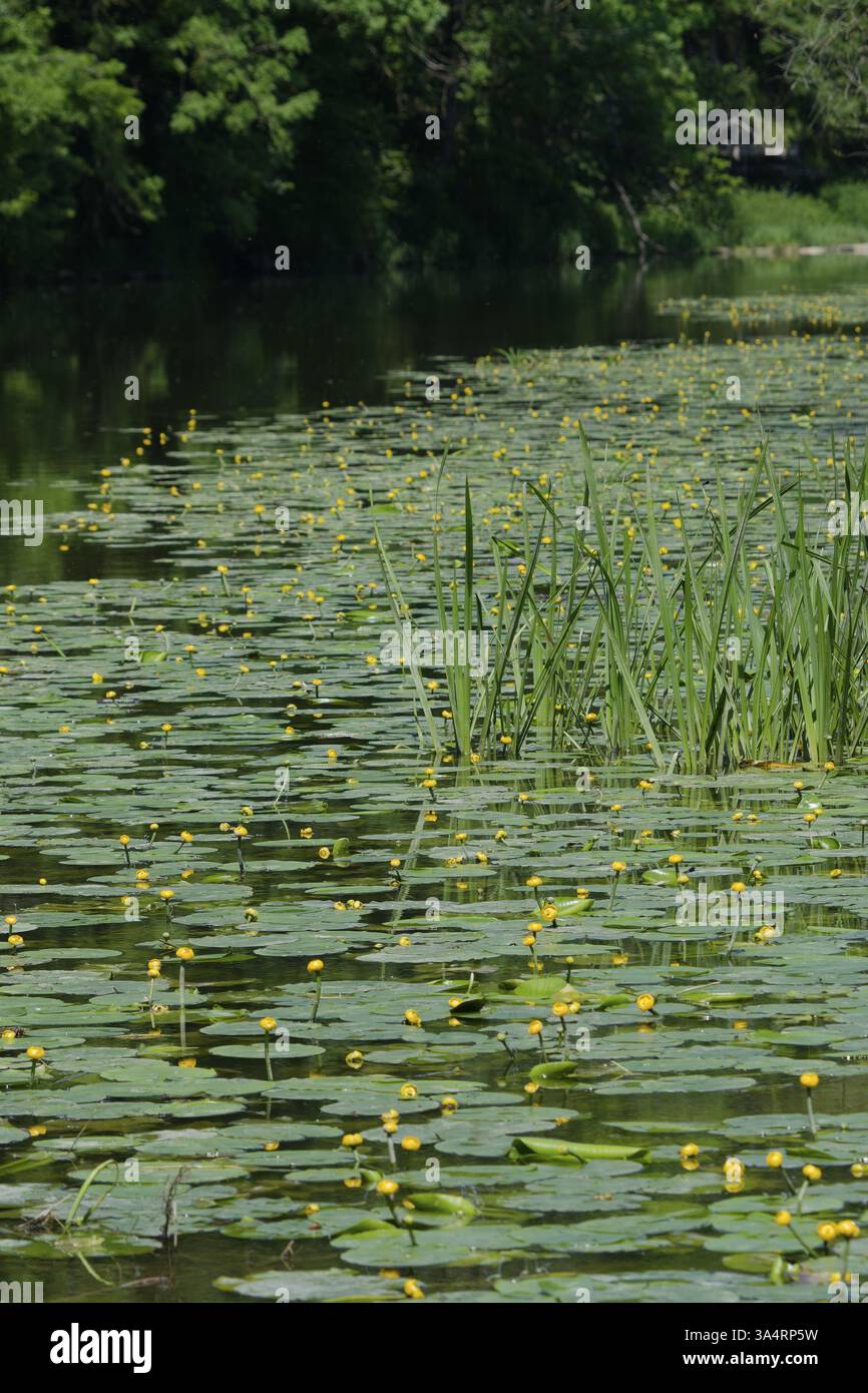 Blumenteppich in der Jagst, gelbe Seerose (Nuphar lutea), Teichmumel, gelb. Jagsttal, Baechlingen, Langenburg-Baechlingen, Hohenlohe, Germa Stockfoto