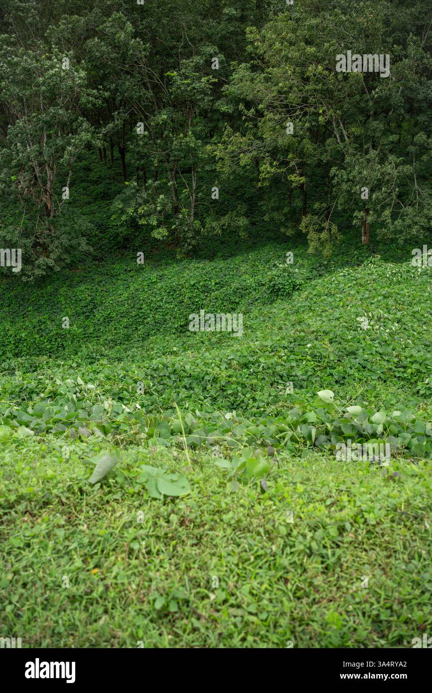 Dichte grüne Wälder voller Bäume und üppiger Büsche Stockfoto
