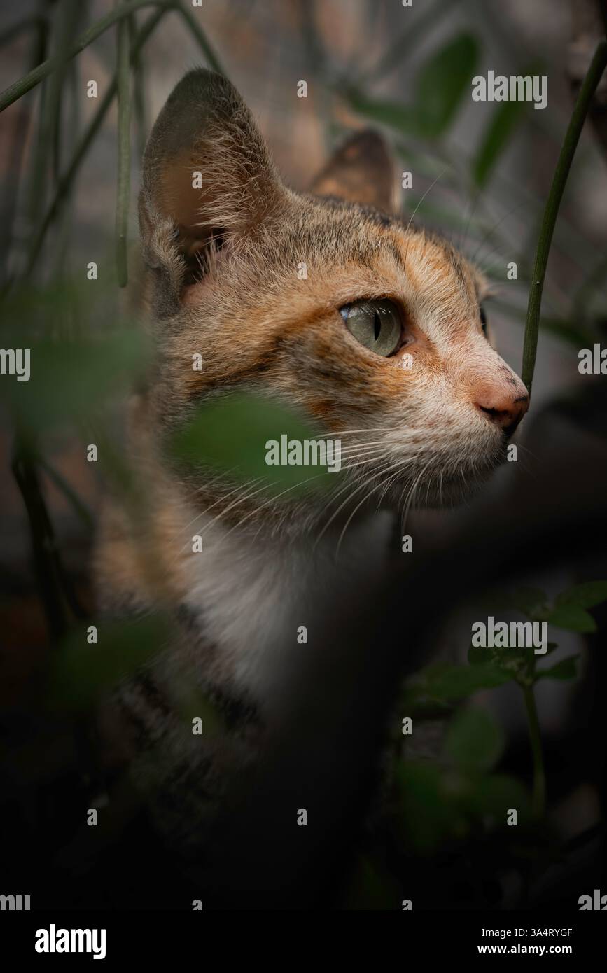 Schöne braune gestreifte Katze hinter den Pflanzen Stockfoto
