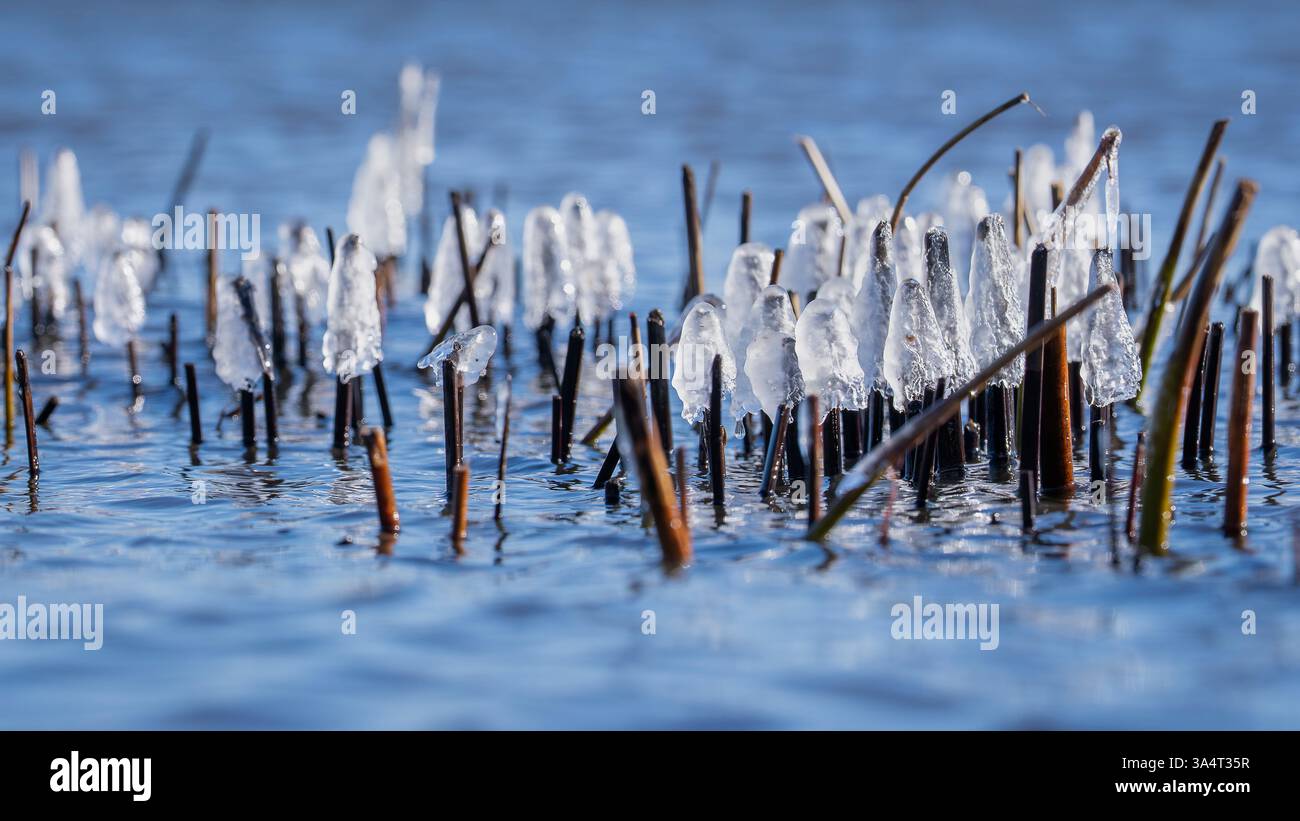 Pflanzen, die an einem kalten Wintertag in Eis glasiert wurden. Eisbedeckte Wasserpflanzen am Ufer von See, Winter. Hintergrund gefrorener Wasserpflanzen. Stockfoto
