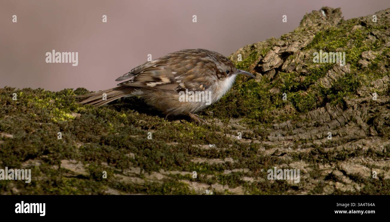 un Grimpereau sur un tronc - ein Treecreeper auf einem Kofferraum Stockfoto