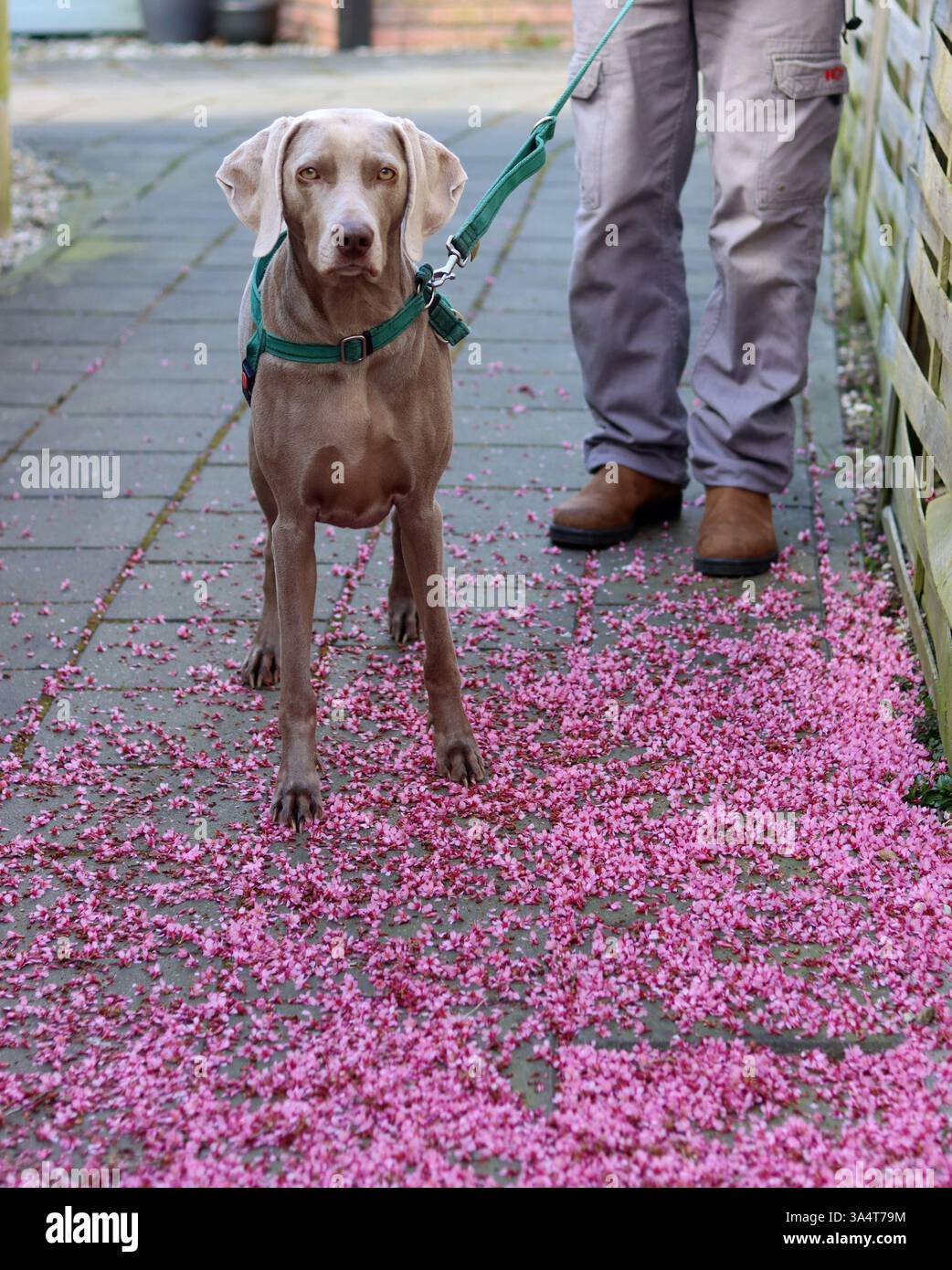 Weimaraner-Hund in grünem Gurtzeug sitzt an einer Leine auf einem Hintergrund aus rosa Blumen. Selektiver Fokus und geringe Schärfentiefe. Stockfoto