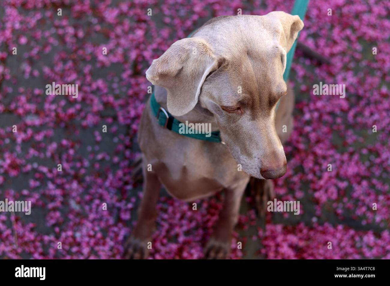 Weimaraner-Hund in grünem Gurtzeug sitzt an einer Leine auf einem Hintergrund aus rosa Blumen. Selektiver Fokus und geringe Schärfentiefe. Stockfoto