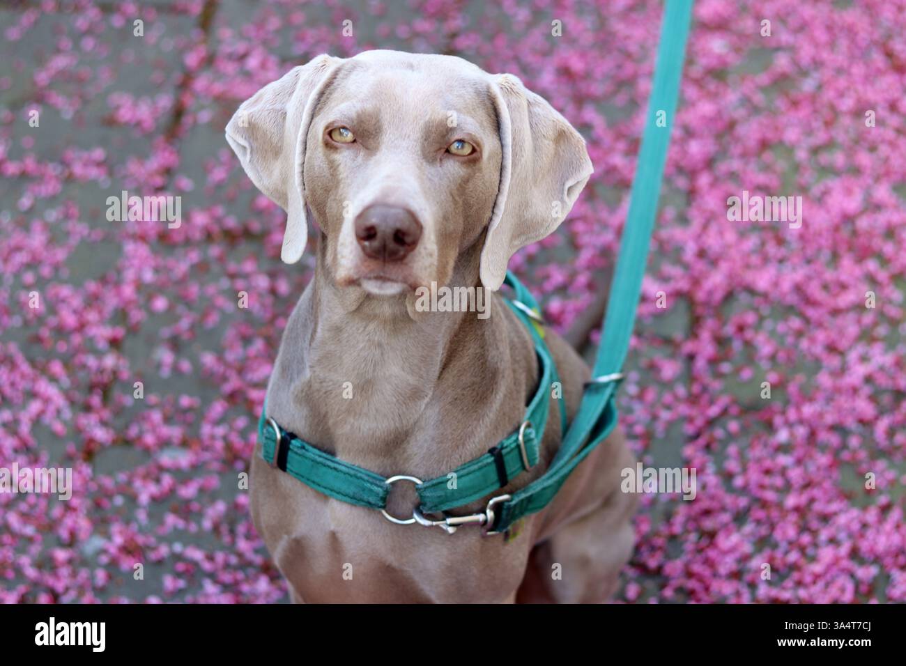 Weimaraner-Hund in grünem Gurtzeug sitzt an einer Leine auf einem Hintergrund aus rosa Blumen. Selektiver Fokus und geringe Schärfentiefe. Stockfoto