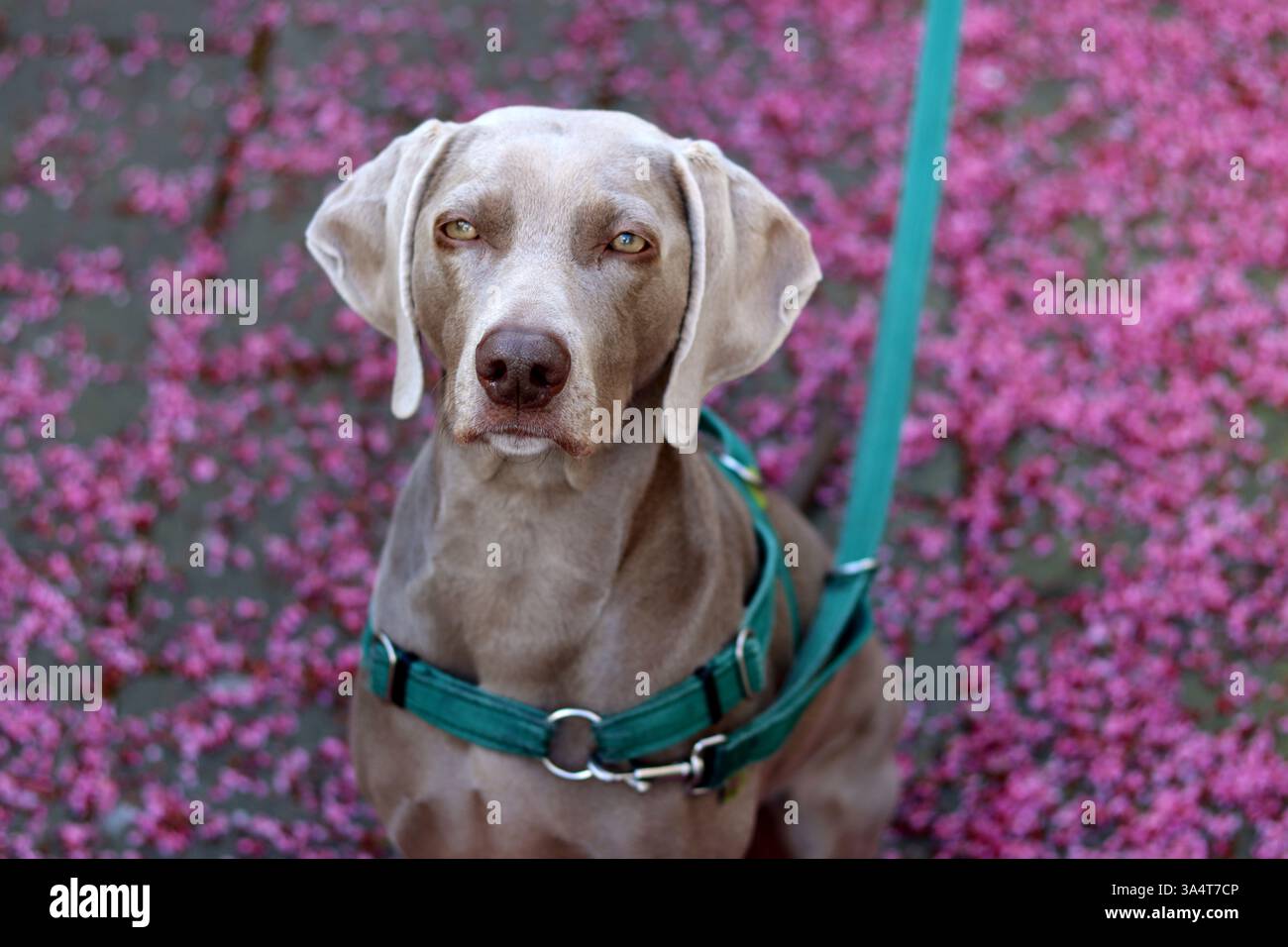 Weimaraner-Hund in grünem Gurtzeug sitzt an einer Leine auf einem Hintergrund aus rosa Blumen. Selektiver Fokus und geringe Schärfentiefe. Stockfoto
