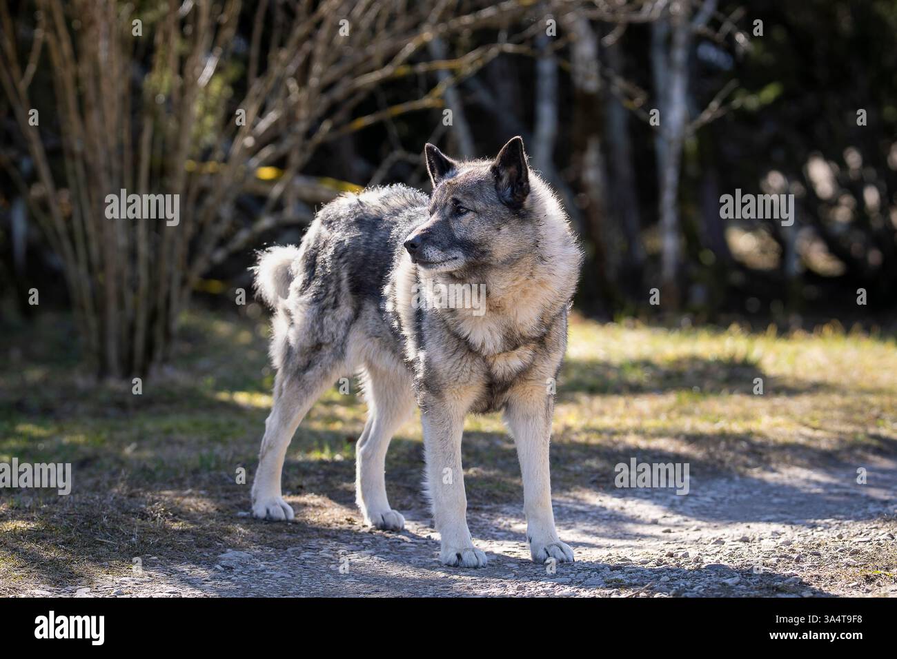 Norwegisches Elchhund-Schutzgebiet am Frühlingstag. Der norwegische Elchhund diente als Jäger, Wächter, Hirte und Verteidiger. Stockfoto