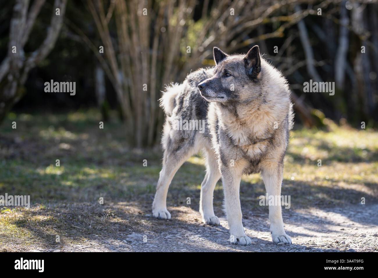 Norwegisches Elchhund-Schutzgebiet am Frühlingstag. Der norwegische Elchhund diente als Jäger, Wächter, Hirte und Verteidiger. Stockfoto