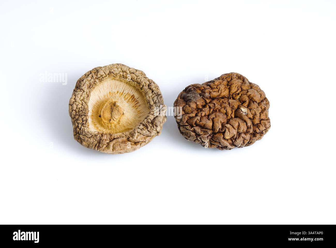 Die getrockneten Shiitake-Pilze sind ordentlich auf weißem Hintergrund angeordnet und weisen komplexe Texturen und tiefe organische Farben auf, die ein Gefühl für rustikales kulinarisches h wecken Stockfoto