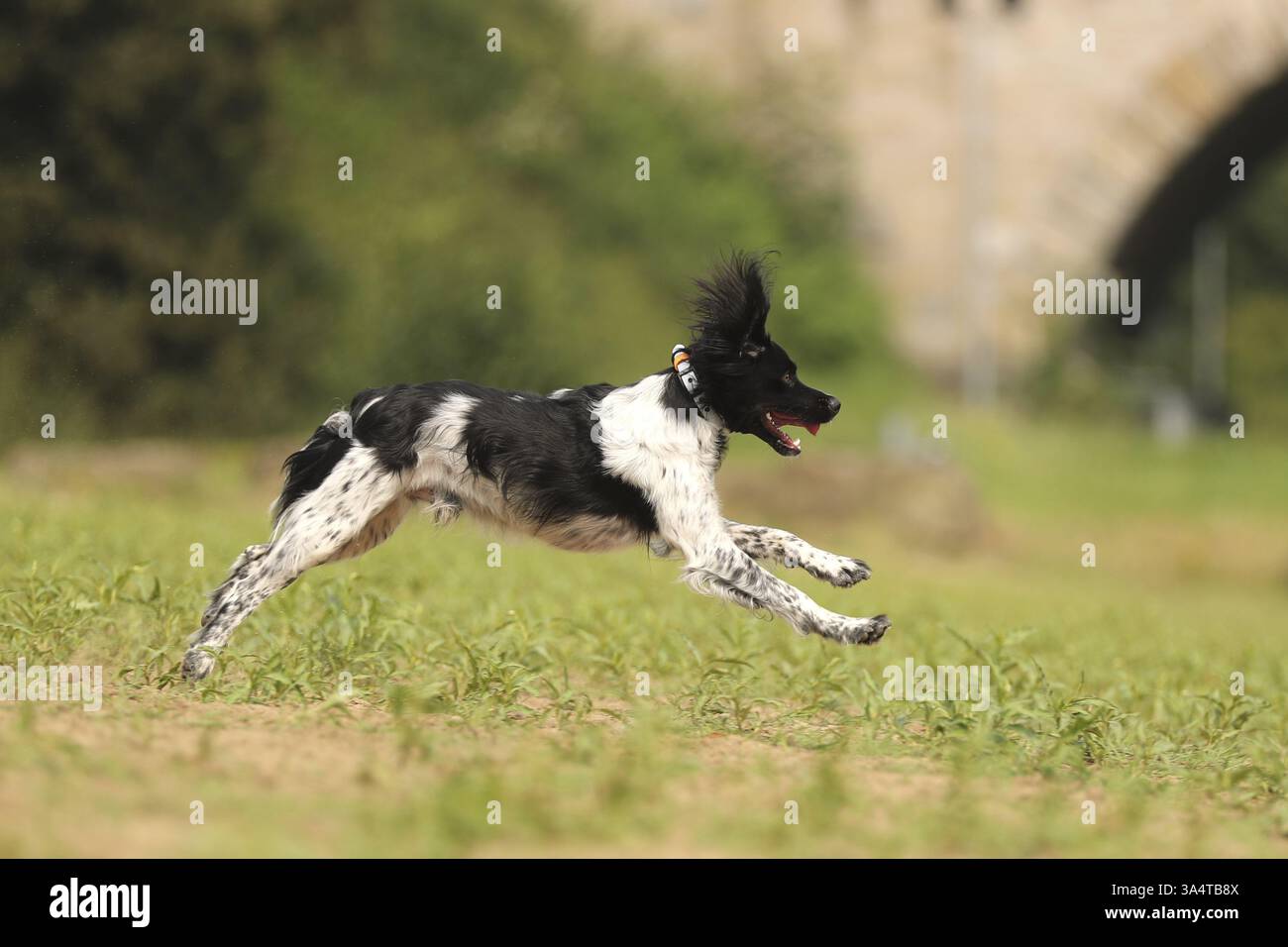 Epagneul Breton Stockfoto