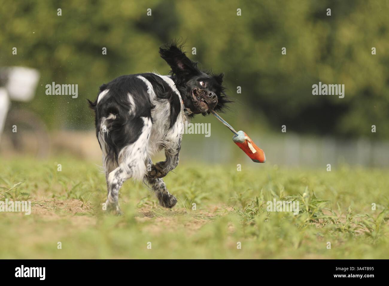 Epagneul Breton Stockfoto