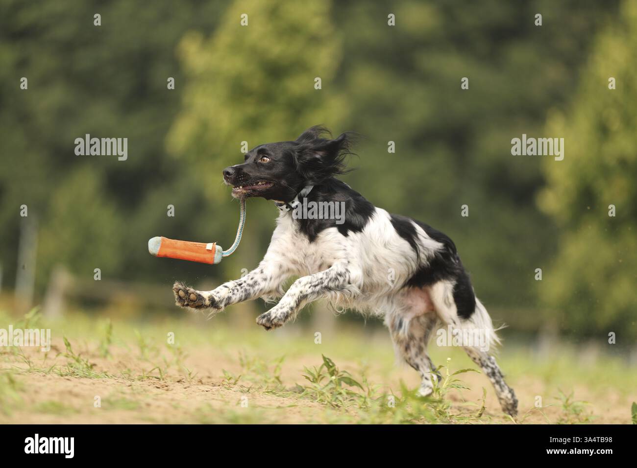 Epagneul Breton Stockfoto