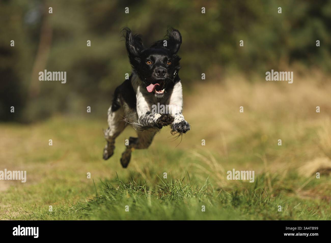 Epagneul Breton Stockfoto