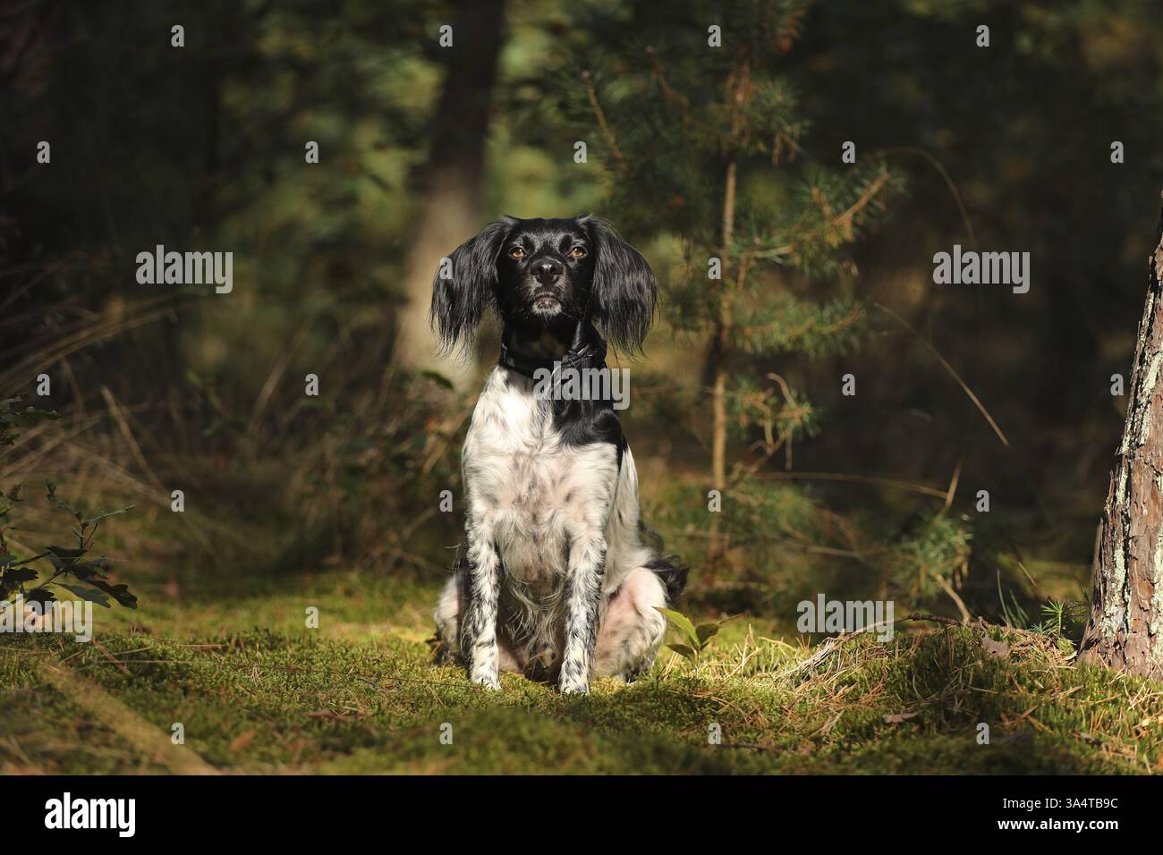 Epagneul Breton Stockfoto