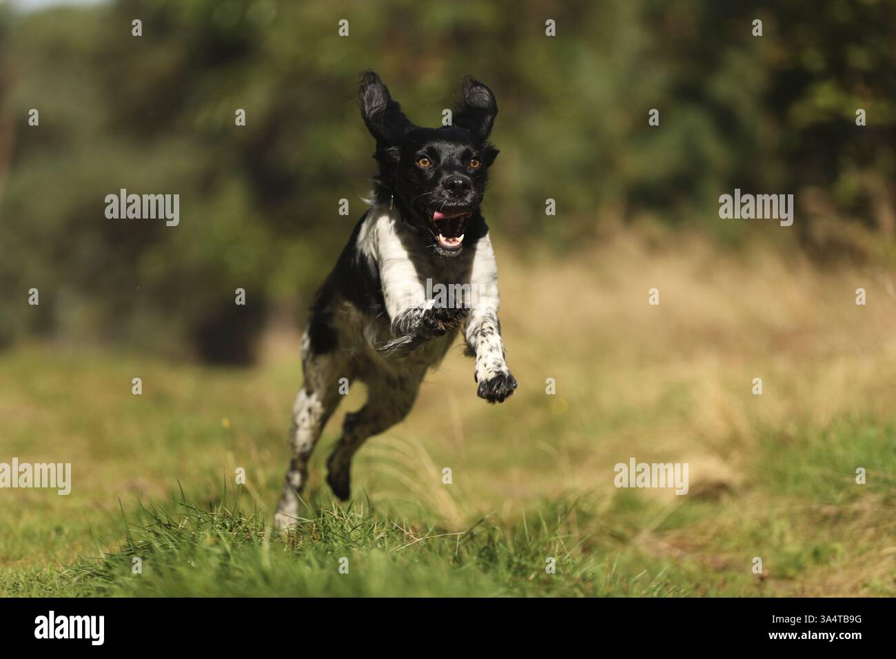 Epagneul Breton Stockfoto