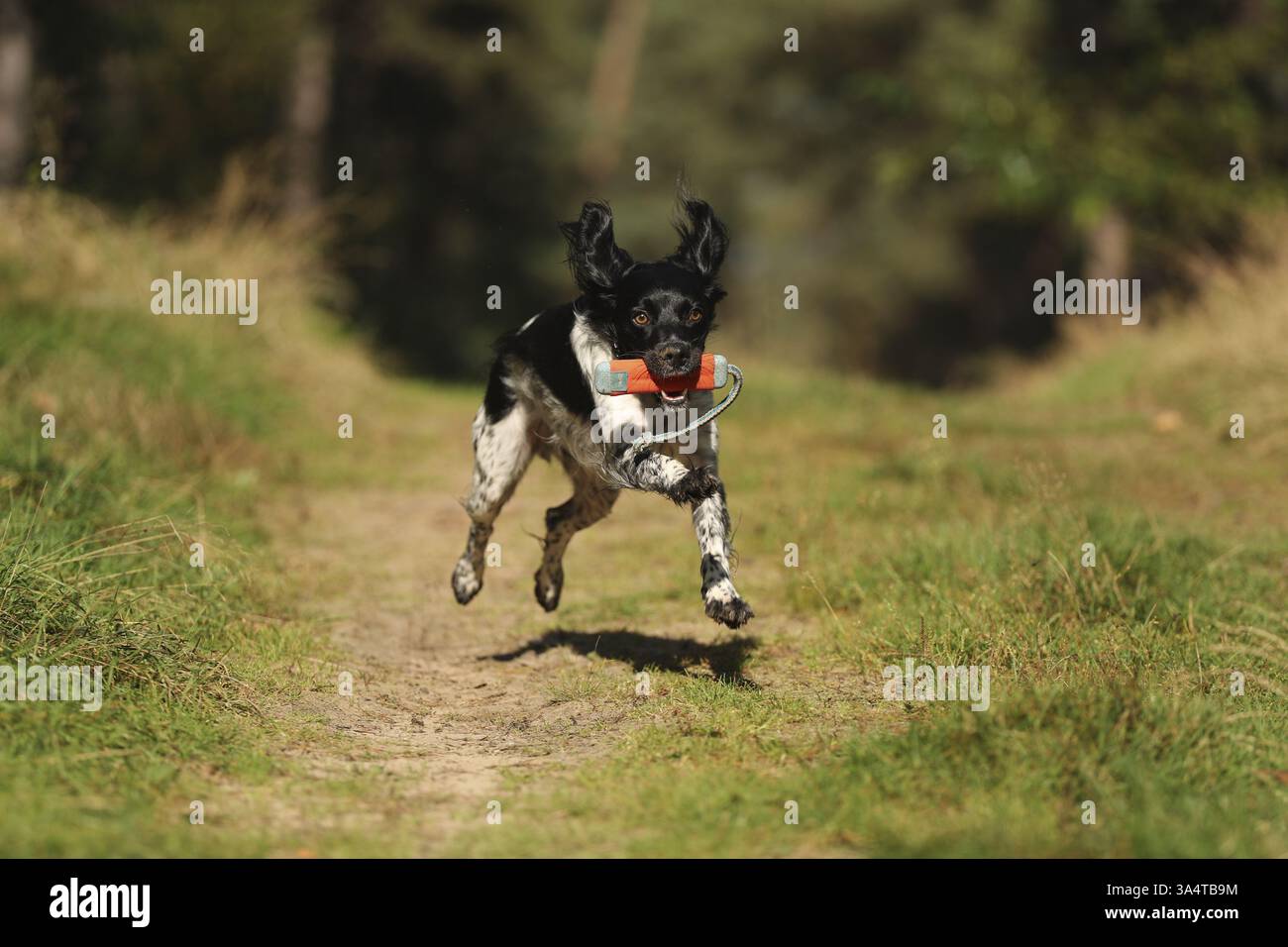 Epagneul Breton Stockfoto