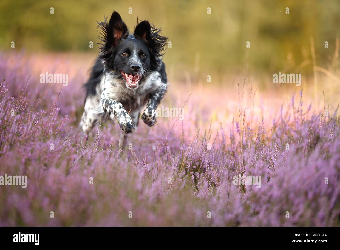 Epagneul Breton Stockfoto