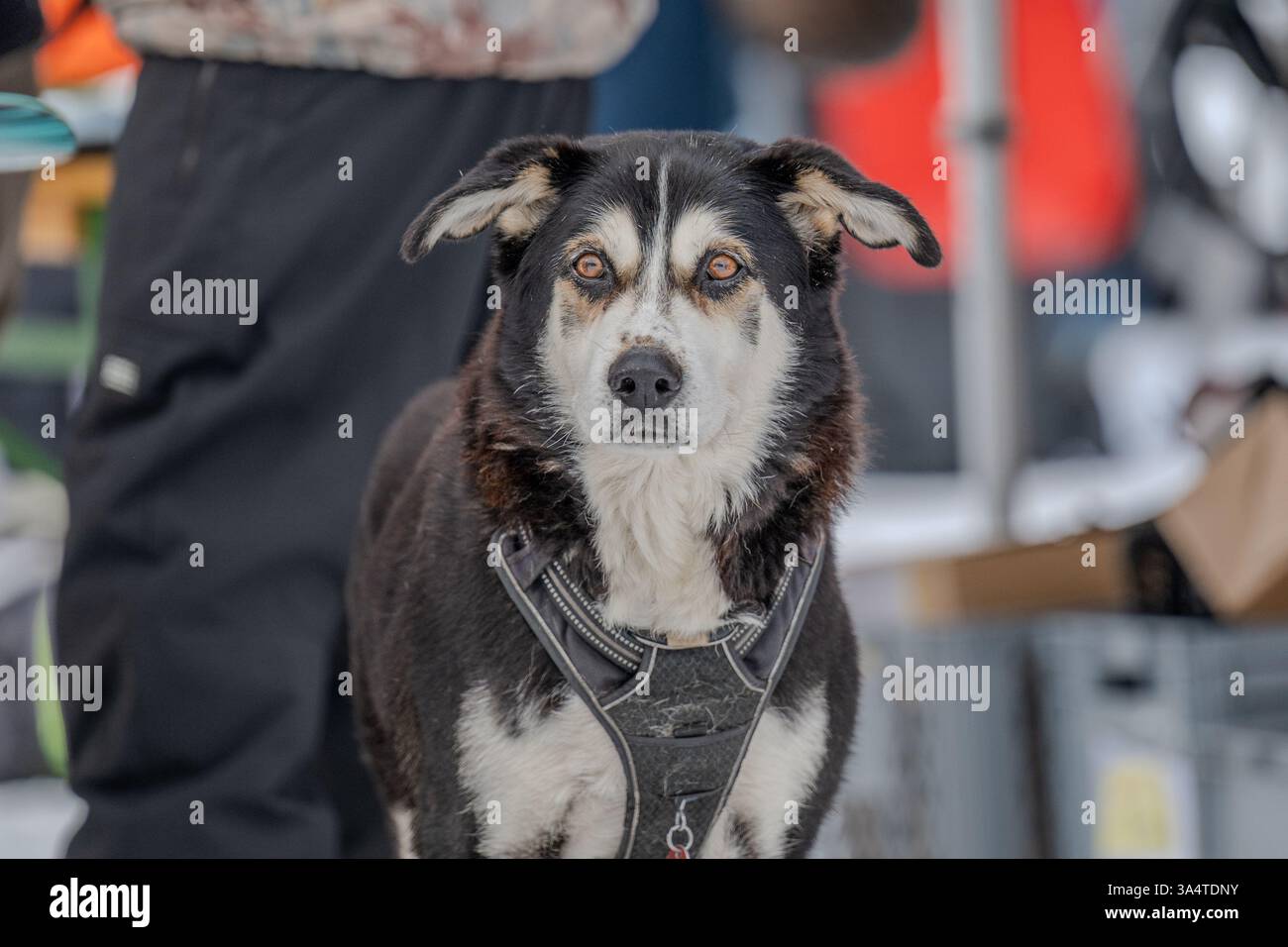 Alte weiße schwarze Husky-Mischung Stockfoto