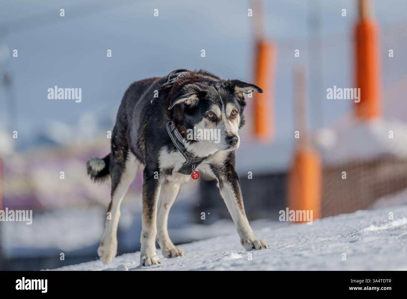 Alte weiße schwarze Husky-Mischung Stockfoto