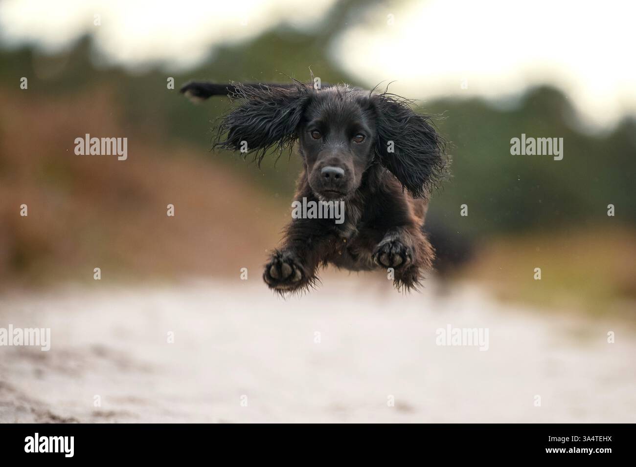 Working Cocker Spaniel Stockfoto