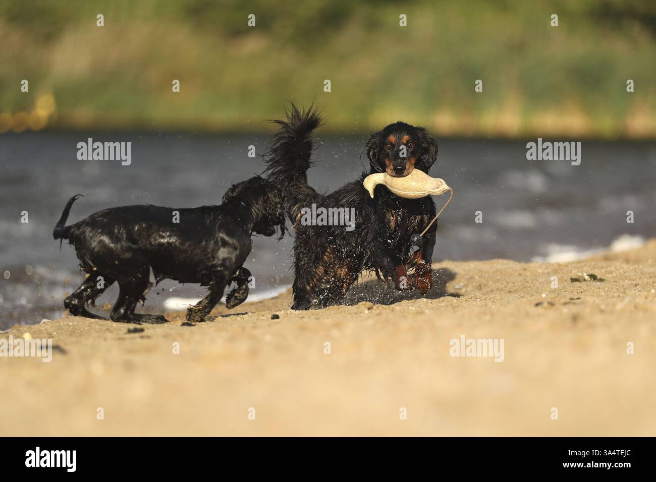 Working Cocker Spaniel Stockfoto