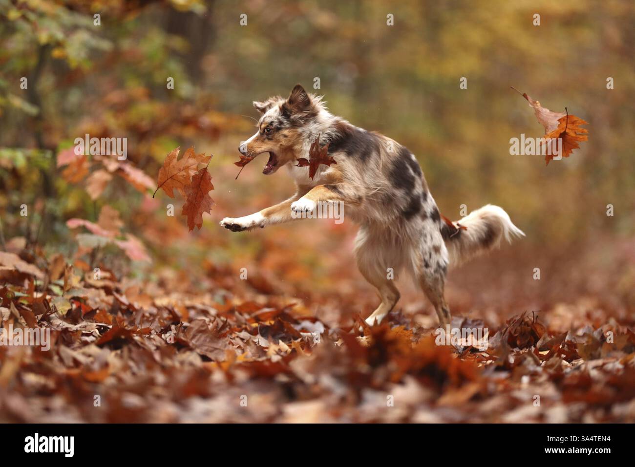 Miniature Australian Shepherd Stockfoto