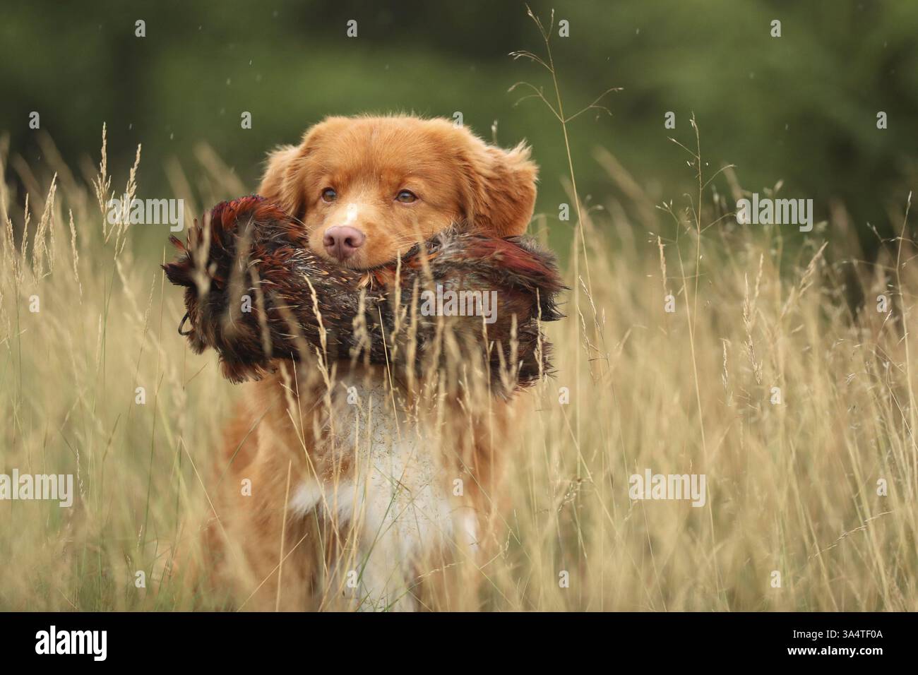 Nova Scotia Duck Tolling Retriever Stockfoto