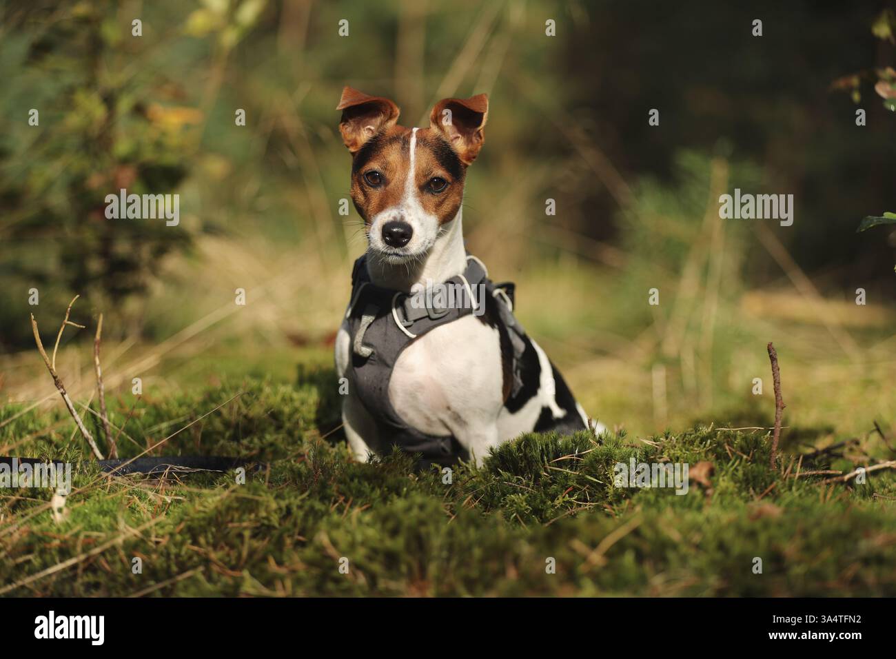 Jack Russell Terrier Stockfoto