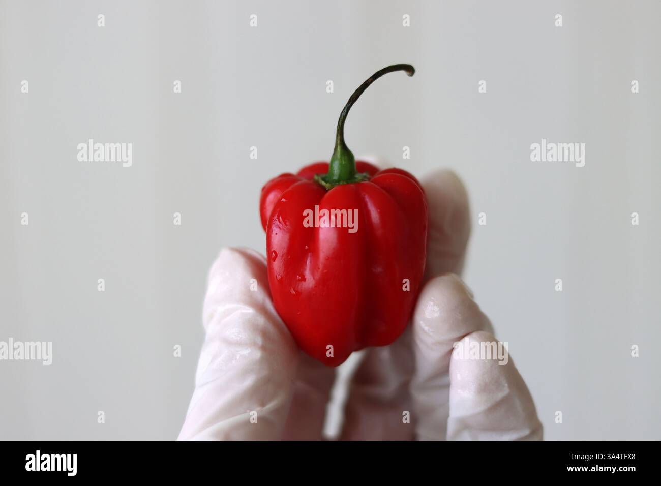 Hände in Handschuhen halten einen roten Adjuma-Pfeffer, Capsicum Chinesische Chili-Pfeffer. Nahaufnahme eines sehr heißen Pfeffers Stockfoto