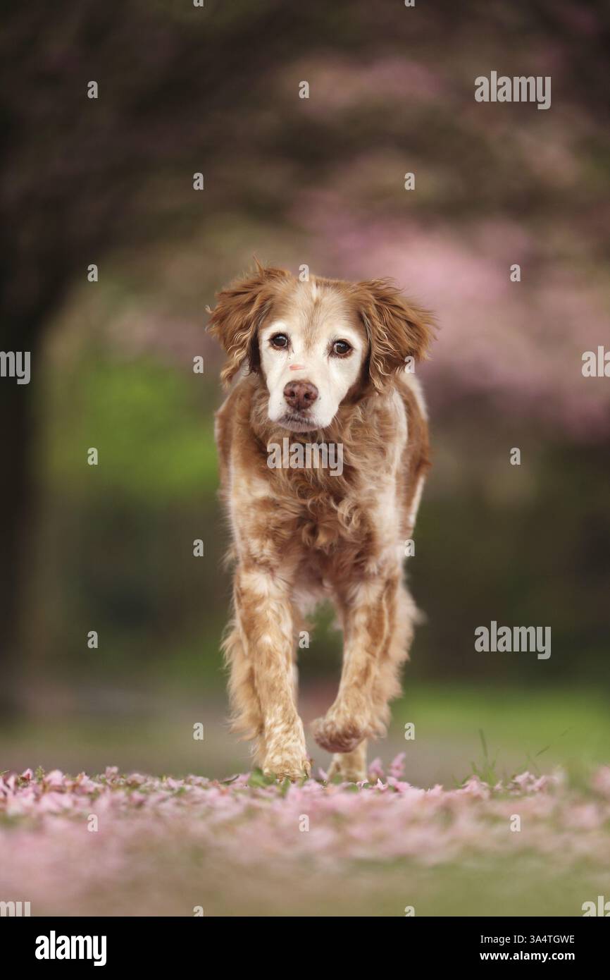 Epagneul Breton Stockfoto