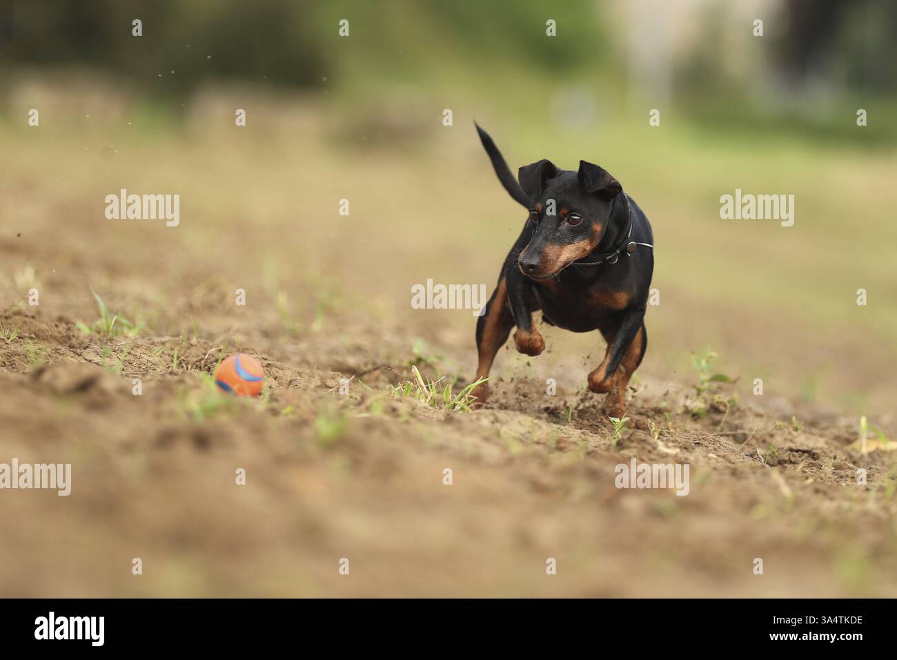 Zwergpinscher Stockfoto