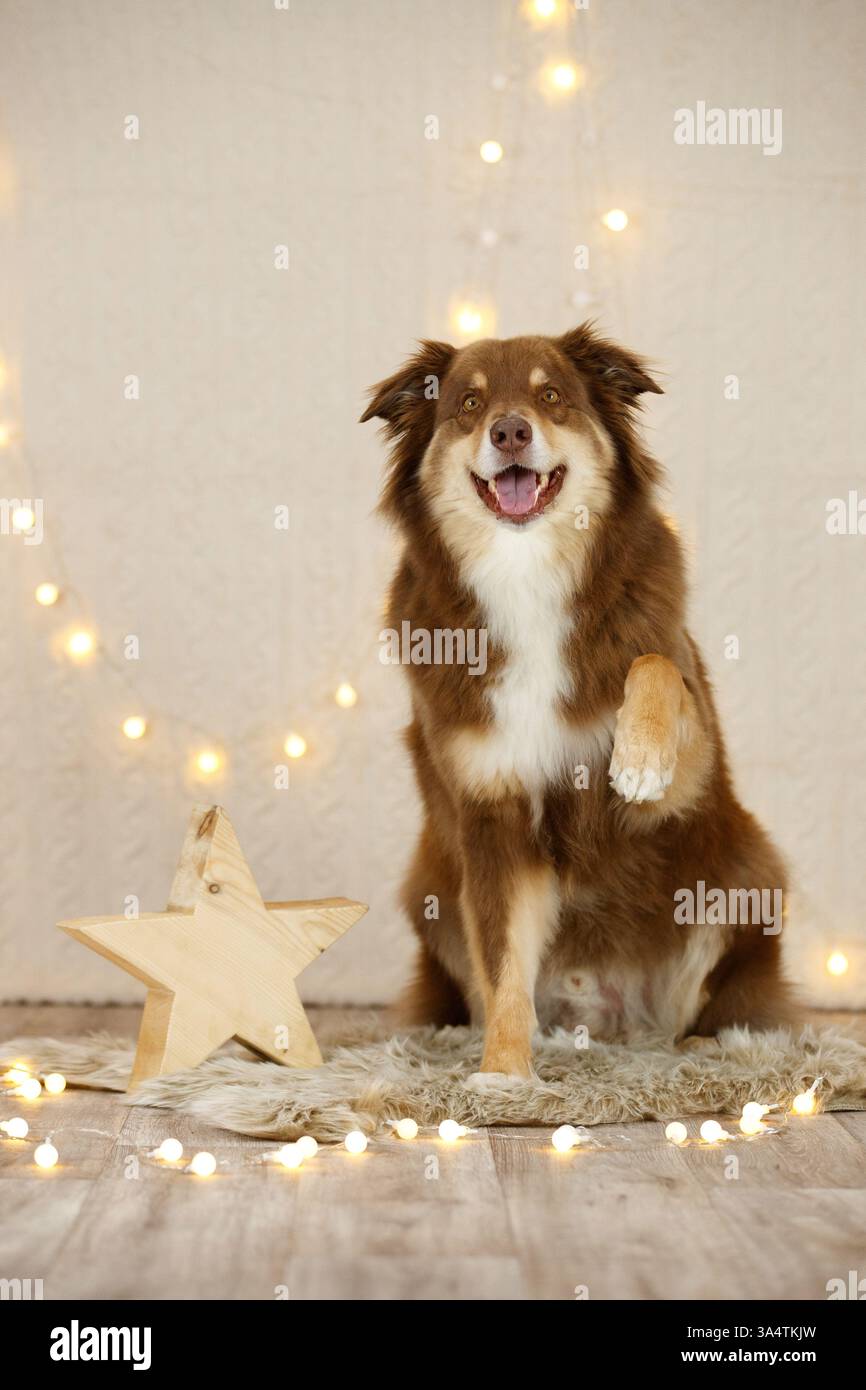 Australischer Schäferhund in weihnachtsdekoration Stockfoto