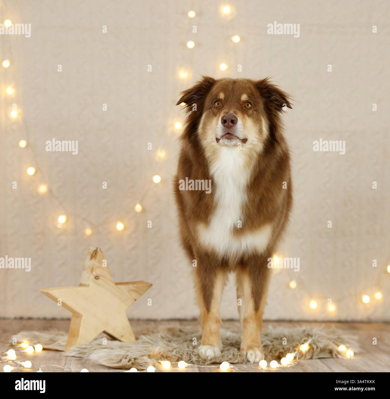 Australischer Schäferhund in weihnachtsdekoration Stockfoto