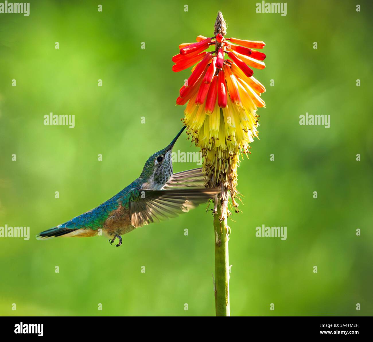 Eine Red Hot Poker Pflanze mit röhrenförmigen Blüten, die von einem Breitschwanzkolibri in einem Sommergarten besucht wird. Nahansicht mit einem sauberen Hintergrund. Stockfoto