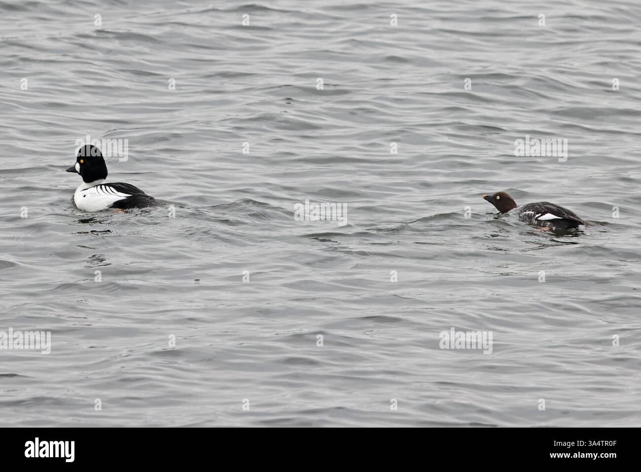 Gemeinsames Goldenauge (Bucephala clangula) Paar weibliche unterwürfige Haltung Essex Februar 2025 Stockfoto