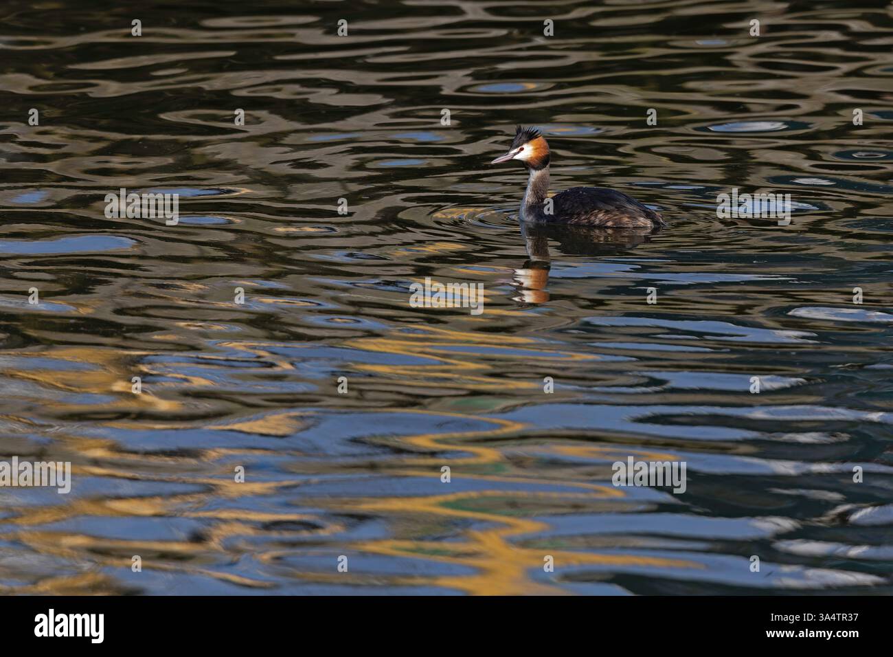 Ein toller Crested Grebe (Podiceps cristatus), der in einem niederländischen Hafen schwimmt. Stockfoto