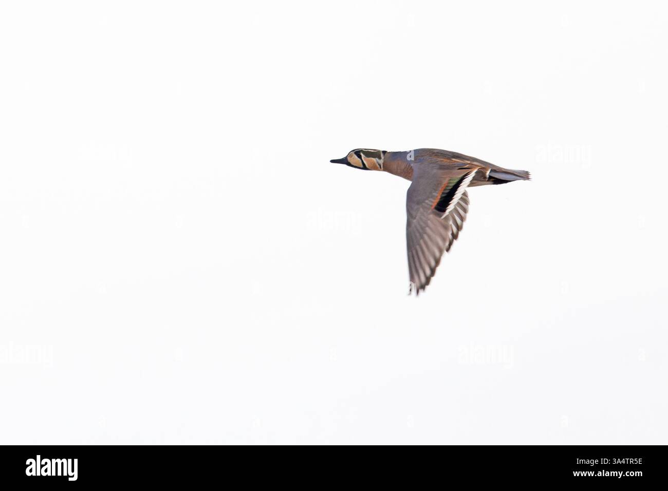Baikal Teal (Sibirionetta formosa) drake Holland Februar 2025 Stockfoto
