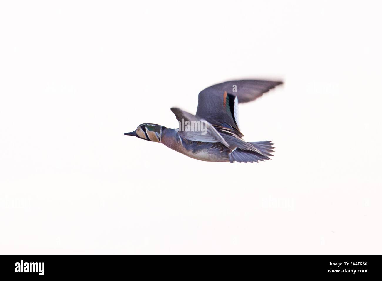 Baikal Teal (Sibirionetta formosa) drake Holland Februar 2025 Stockfoto