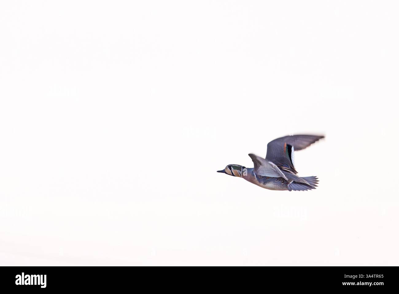 Baikal Teal (Sibirionetta formosa) drake Holland Februar 2025 Stockfoto