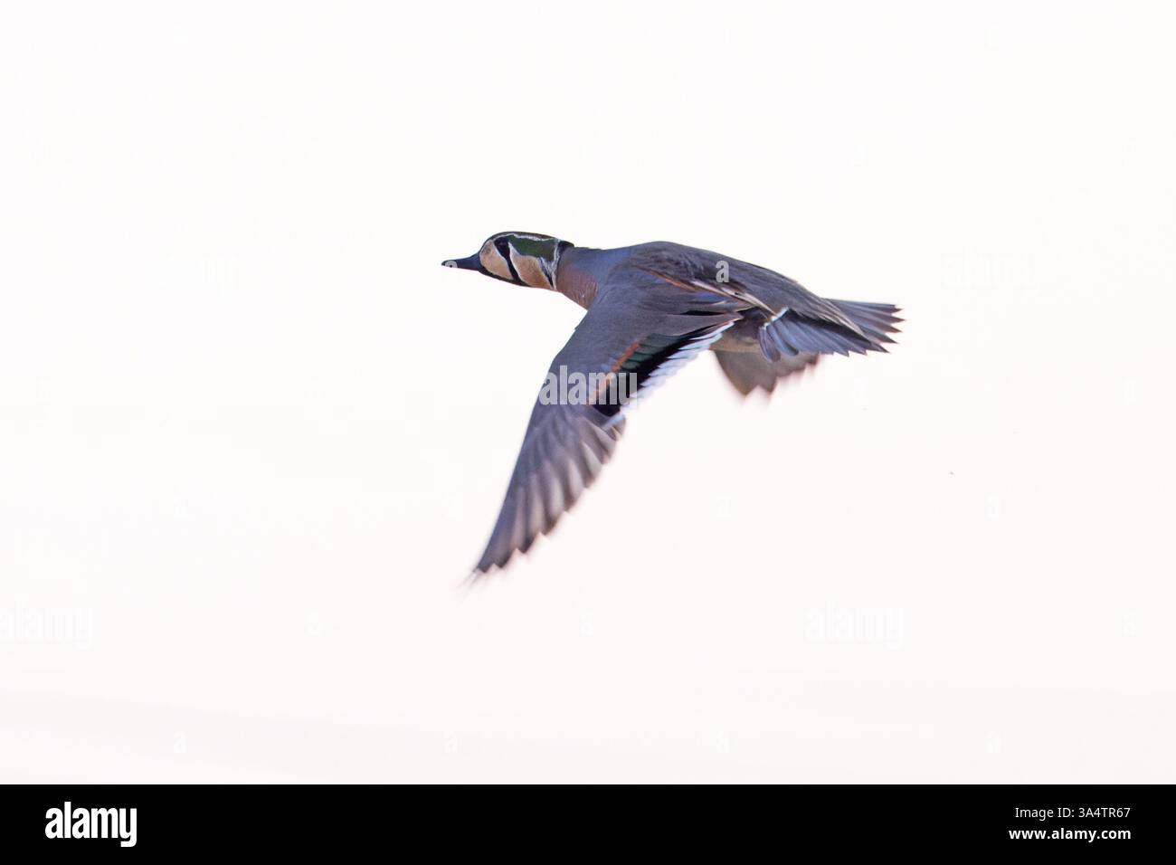 Baikal Teal (Sibirionetta formosa) drake Holland Februar 2025 Stockfoto
