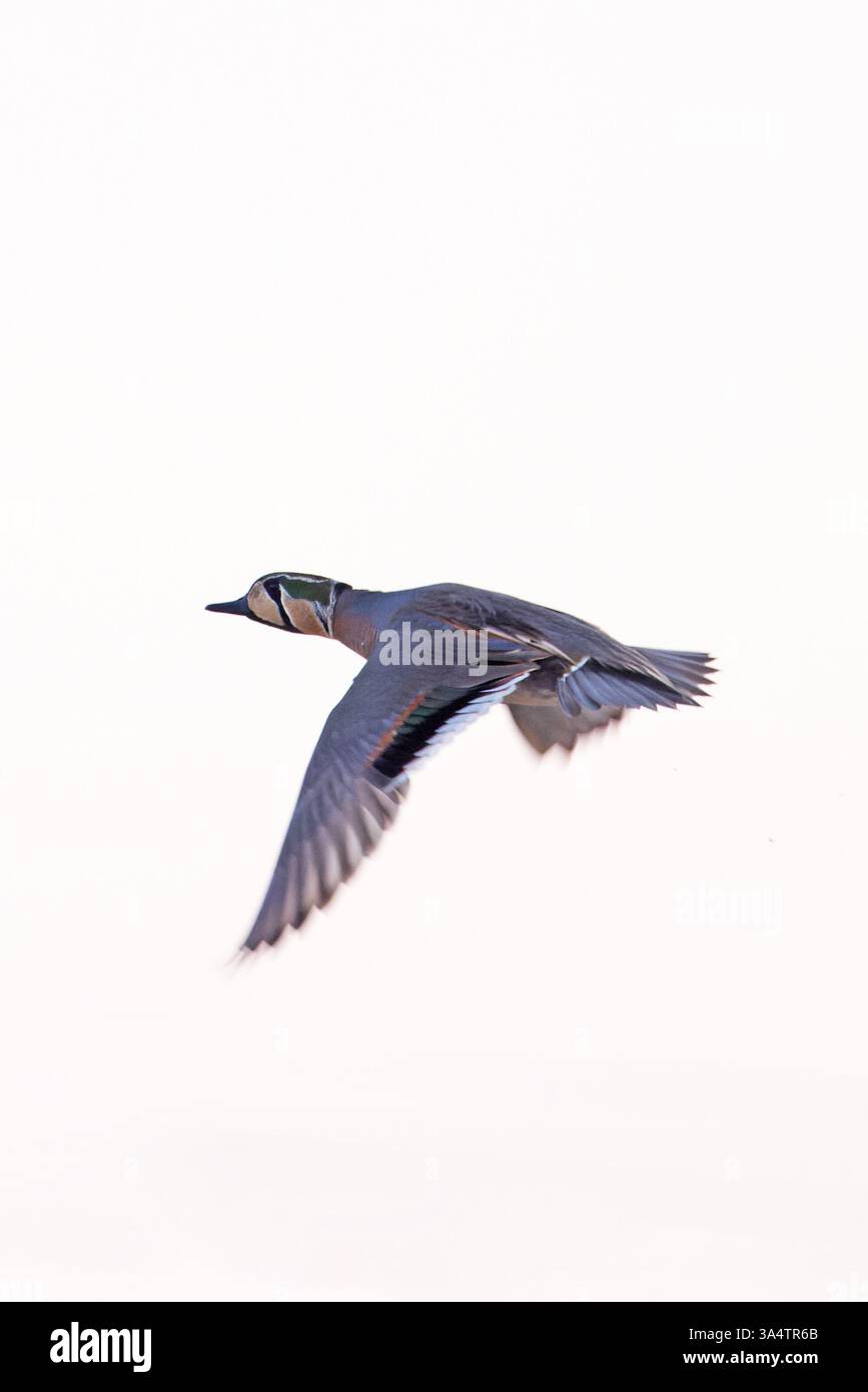 Baikal Teal (Sibirionetta formosa) drake Holland Februar 2025 Stockfoto