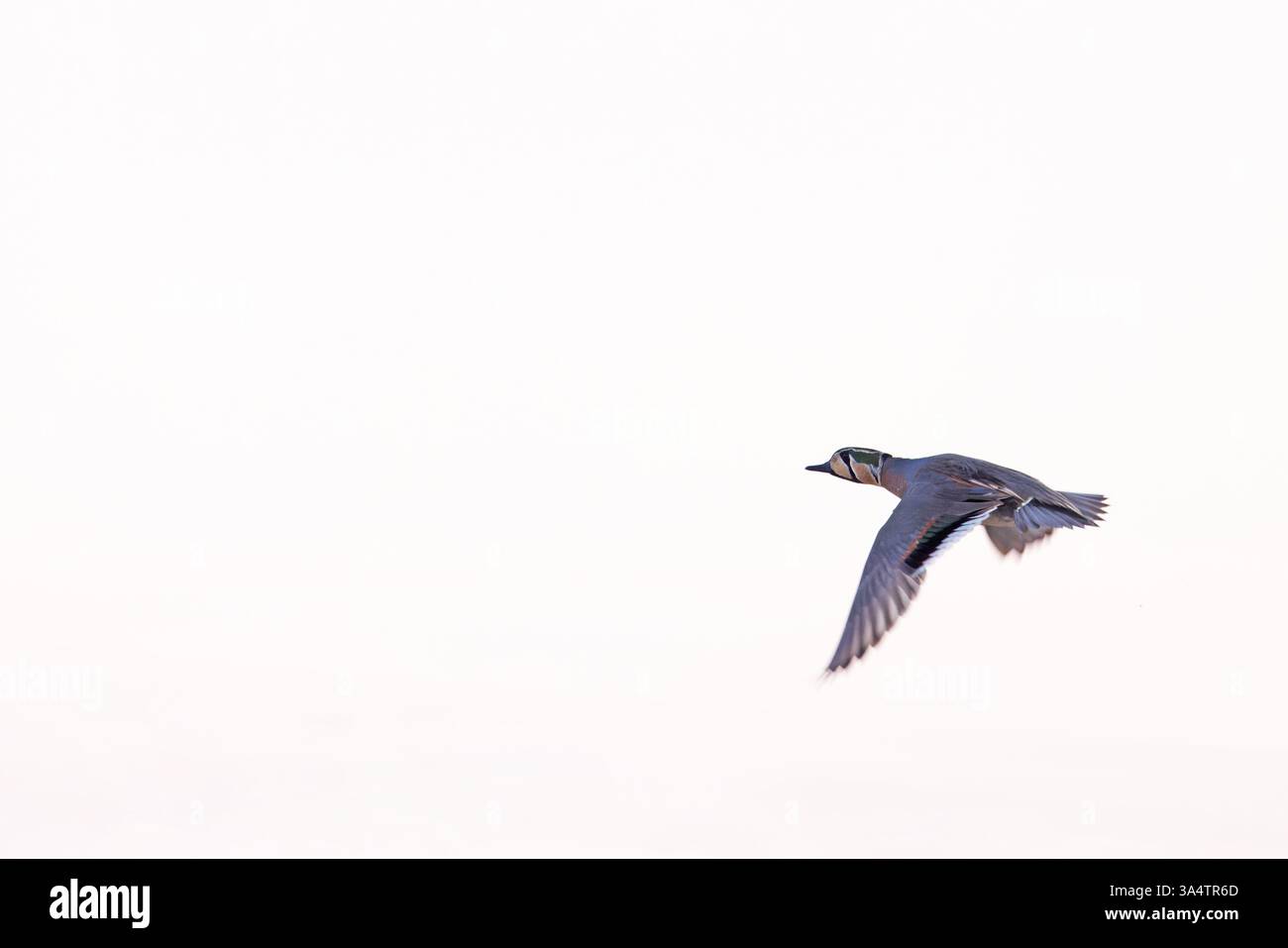 Baikal Teal (Sibirionetta formosa) drake Holland Februar 2025 Stockfoto