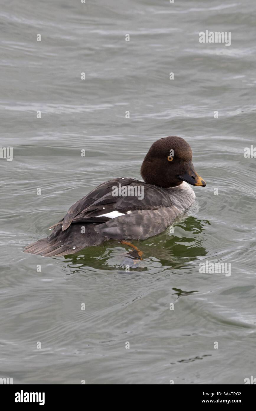 Gemeinsames Goldeneye (Bucephala clangula) Essex Februar 2025 Stockfoto