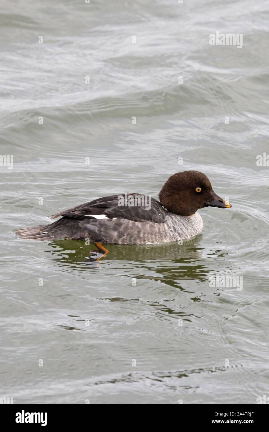 Gemeinsames Goldeneye (Bucephala clangula) Essex Februar 2025 Stockfoto