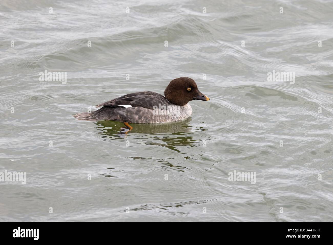 Gemeinsames Goldeneye (Bucephala clangula) Essex Februar 2025 Stockfoto