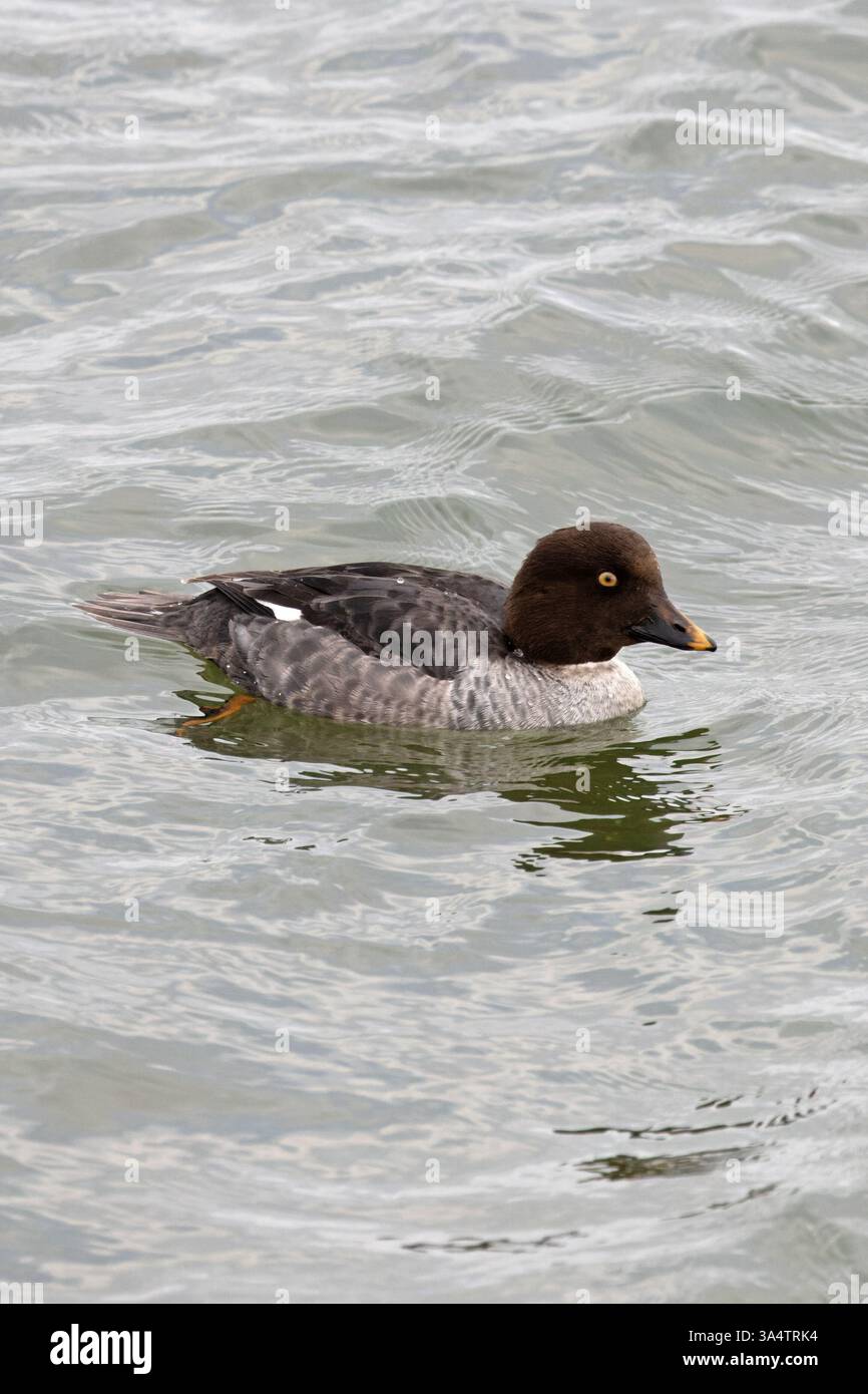 Gemeinsames Goldeneye (Bucephala clangula) Essex Februar 2025 Stockfoto
