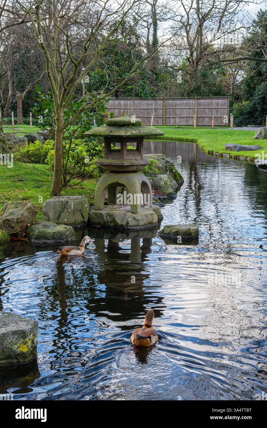 Ruhiger japanischer Garten im Holland Park, London, mit einer traditionellen Steinlaterne, einem reflektierenden Teich und ägyptischen Gänsen, die einen ruhigen Zen at schaffen Stockfoto